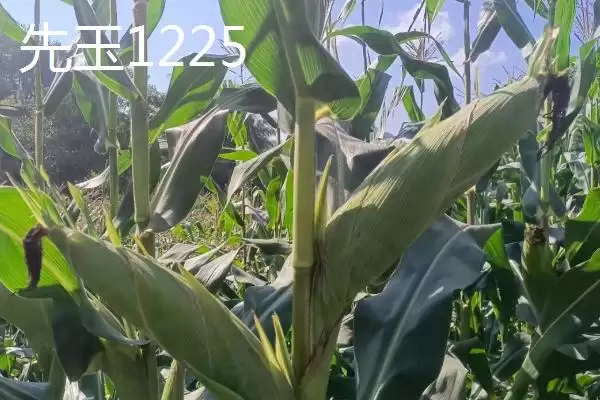 种什么玉米品种好，登海533、和育187、先玉1225等品种均为合适的选择？插图3