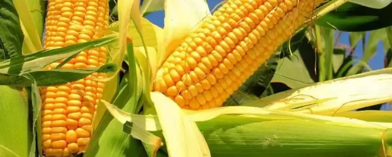 五岳78玉米品种简介及夏播生育期？-会东网