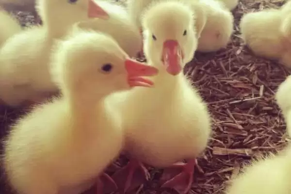 小鹅主食介绍：熟米饭、莴苣叶等食物要点？插图2