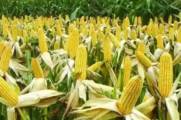 怎么避免玉米出现畸形穗(避免玉米出现畸形穗的方法有哪些)？插图2