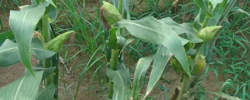 玉米粗缩病怎么防治(玉米粗缩病的防治方法有哪些)？-会东网