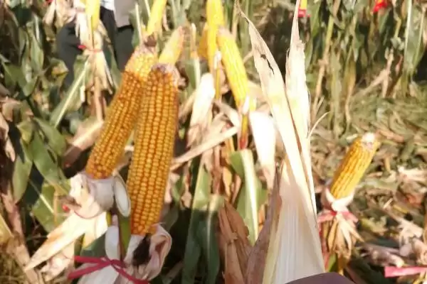 钟海801玉米种子啥情况(钟海801玉米种子经鉴定中抗大斑病)？插图3