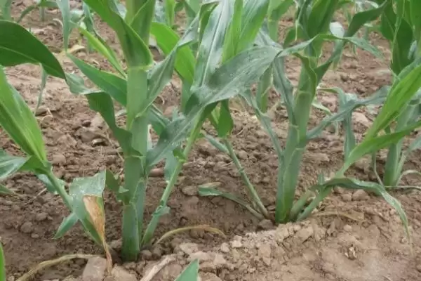 正成018玉米品种有啥特性(正成018玉米品种种植介绍)?插图1 正成018玉米品种有啥特性(正成018玉米品种种植介绍)?插图1