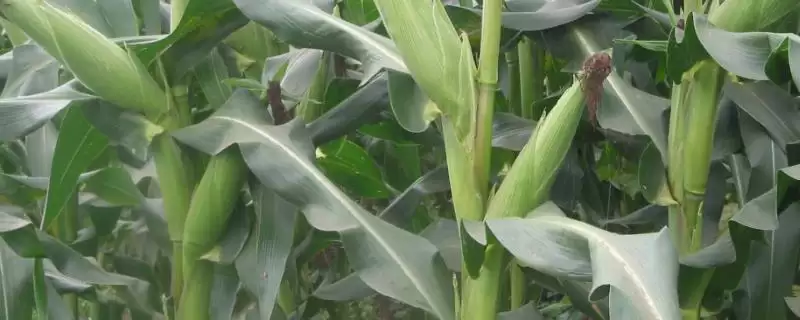 战鸟369玉米种啥情况(战鸟369玉米种适宜播种期6月上旬至中旬)?-会东网