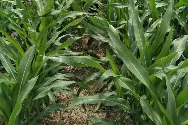 先玉1620玉米种子简介及基肥施用要点?插图3 先玉1620玉米种子简介及基肥施用要点?插图3