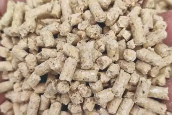 猪粮比处于多少才能保本(猪粮比通常要处于5.5:1才能保本)?插图1 猪粮比处于多少才能保本(猪粮比通常要处于5.5:1才能保本)?插图1