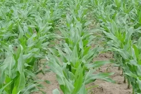 正泰101玉米品种啥情况(正泰101玉米品种比对照品种郑单958早2天)?插图3 正泰101玉米品种啥情况(正泰101玉米品种比对照品种郑单958早2天)?插图3