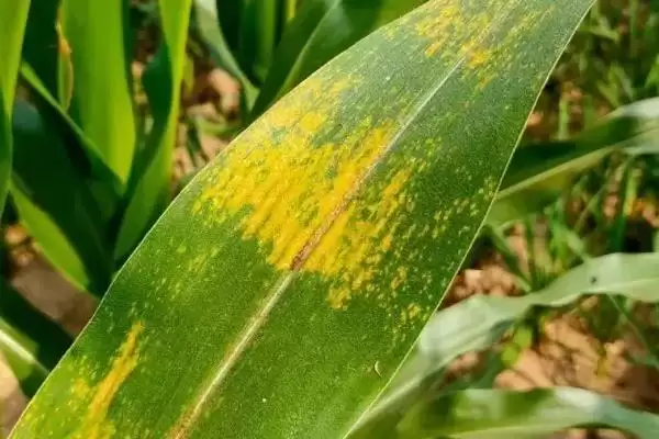 玉米褐斑病怎么防治(玉米褐斑病的有效防治方法是什么)？插图3