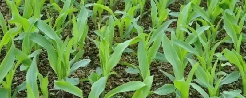 夏玉米苗期管理技术及水肥和病虫害防治要点？-会东网