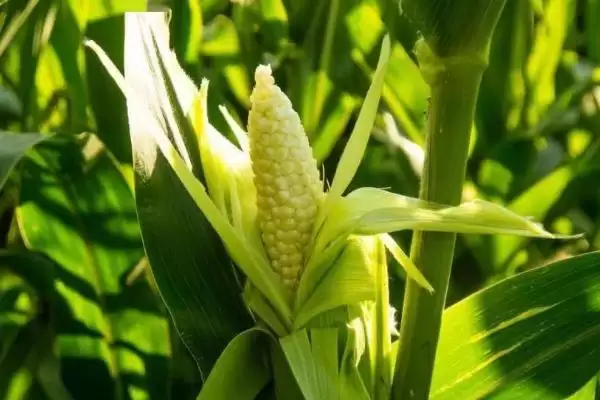 玉米什么时候开花(玉米开花时间受什么因素影响)？插图3