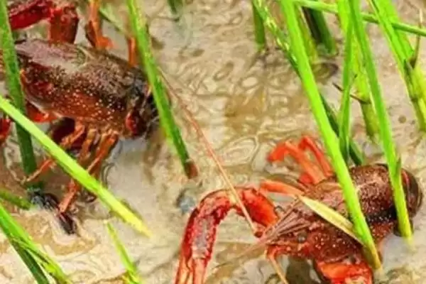 小龙虾怎么养殖(小龙虾养殖需清塘消毒、培育浮游生物后放虾苗)？插图13