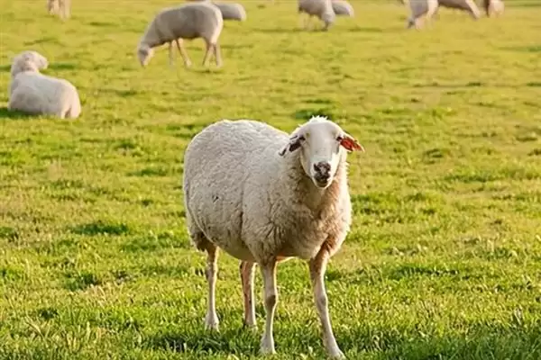 羊怎样养长得快(养羊长得快首先要选择生长速度较快的羊品种)?插图8 羊怎样养长得快(养羊长得快首先要选择生长速度较快的羊品种)?插图8