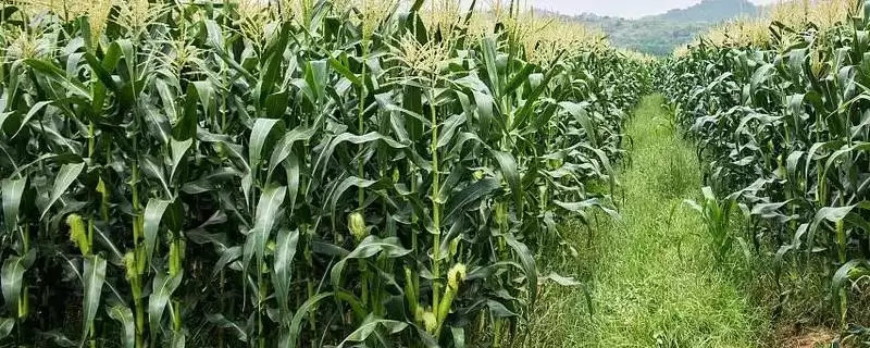 竹单619玉米品种啥情况(竹单619玉米品种中抗大斑病)?-会东网