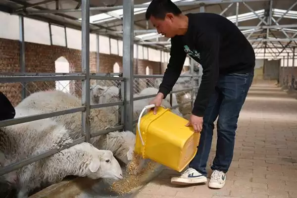 羊怎样养长得快(养羊长得快首先要选择生长速度较快的羊品种)?插图9 羊怎样养长得快(养羊长得快首先要选择生长速度较快的羊品种)?插图9