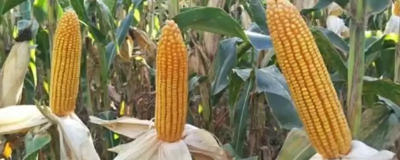 云白玉1号玉米种子介绍(云白玉1号玉米种子情况如何介绍)？-会东网