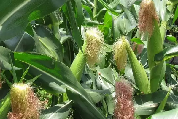 玉米什么时候开花(玉米开花时间受什么因素影响)？插图2