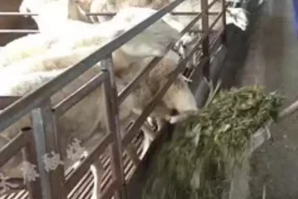 玉米发芽可以喂羊吗(发芽的玉米能否用来喂羊)？插图3