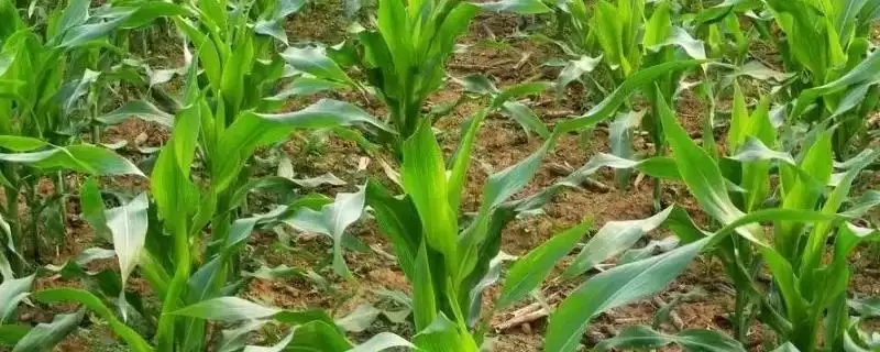 郑品玉555玉米种啥情况(郑品玉555玉米种中抗南方锈病)？-会东网