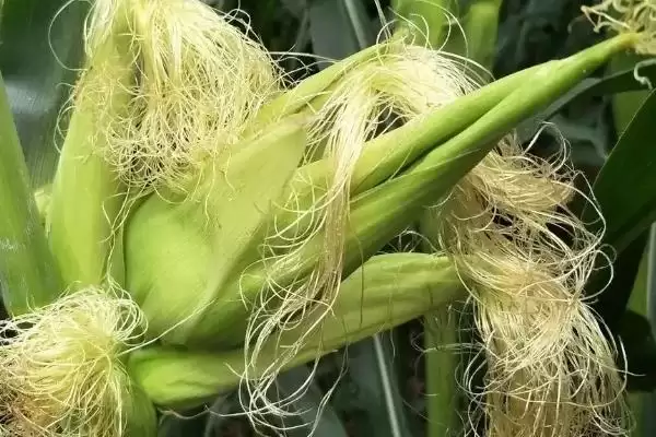 玉米香蕉穗的防治方法(玉米香蕉穗的防治措施有哪些)？插图3