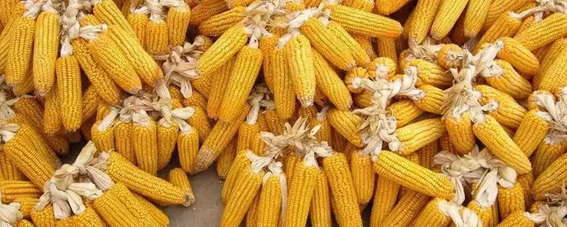 足玉088(试验名称:足玉088)玉米种子有啥特点(足玉088玉米种子区试平均生育期131天)?-会东网