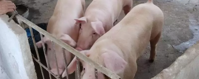 养猪怎么节省饲料(养猪节省饲料的方法有啥)？-会东网