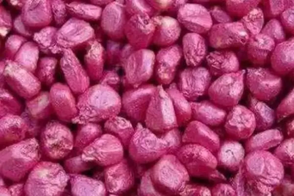 玉米丝黑穗病介绍(玉米丝黑穗病的基本情况介绍)?插图13 玉米丝黑穗病介绍(玉米丝黑穗病的基本情况介绍)?插图13