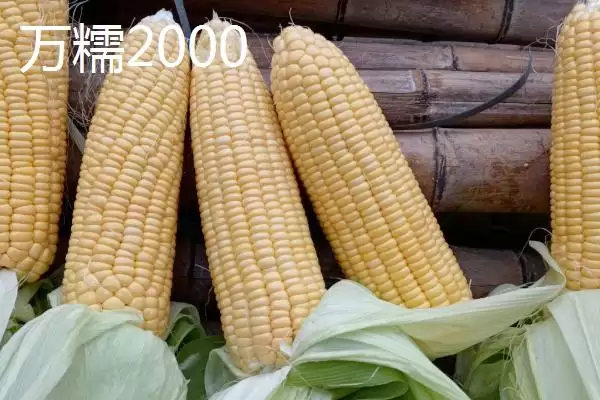 有哪些品质好的玉米种(品质好的玉米种有哪些推荐)？插图8