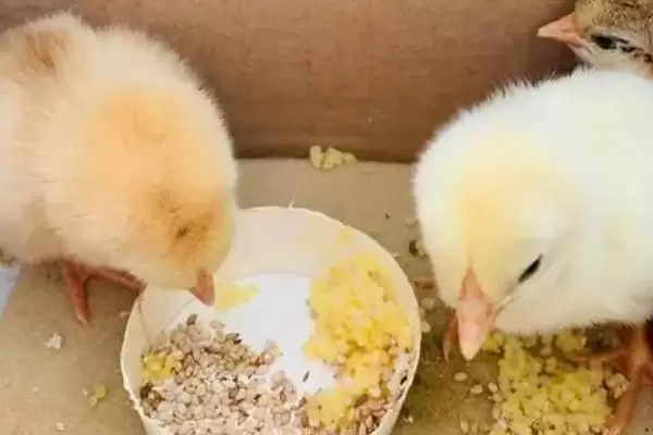 小鸡喂食方法及每天喂食次数要点？插图3
