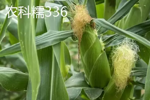 有哪些品质好的玉米种(品质好的玉米种有哪些推荐)？插图6