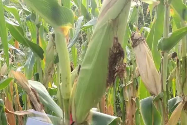 西多Q1玉米种子特征特性及底施硝酸磷肥要点？插图1