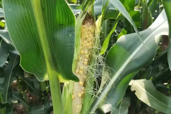 先玉1853玉米种子特征特性及种植密度要点？插图1