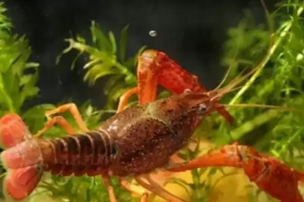 小龙虾怎么养殖(小龙虾养殖需清塘消毒、培育浮游生物后放虾苗)？插图8