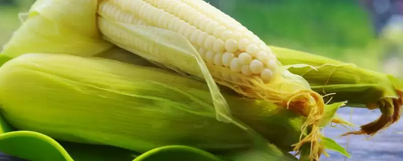 中选777玉米品种啥情况(中选777玉米品种夏播生育期104天)？-会东网