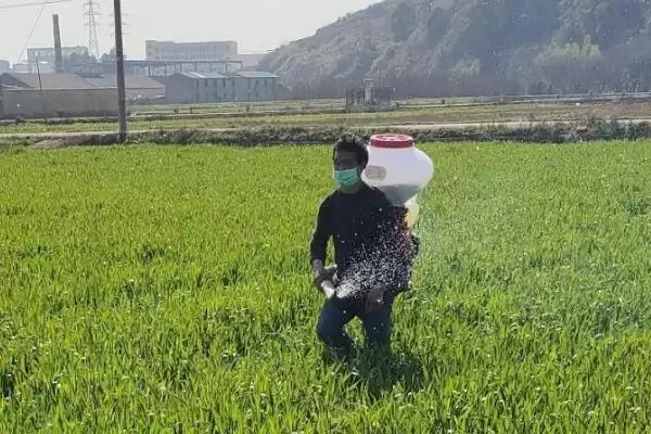 小麦底肥选择：有机和无机结合方式要点？插图3