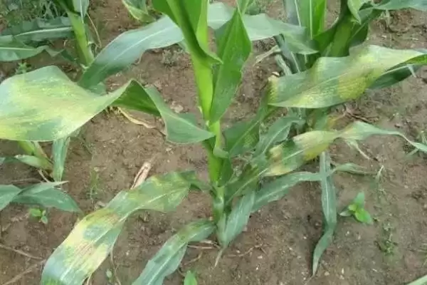 裕丰303玉米种子特点(裕丰303玉米种子有何特点表现)？插图3