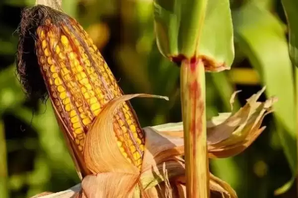 翔玉878玉米种子特点及播种时间要点？插图1