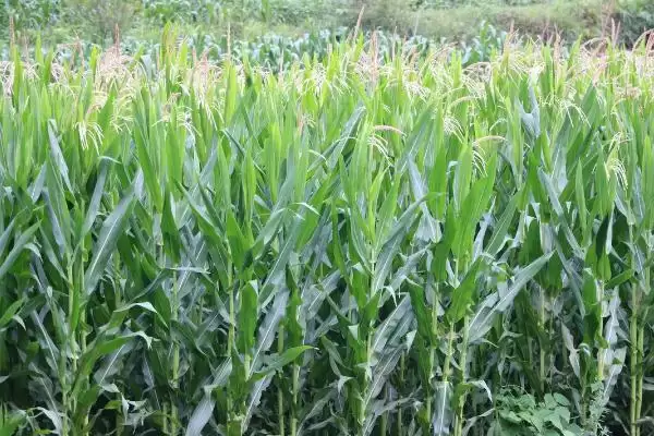 益农玉19玉米品种的特性(益农玉19玉米品种特性是什么)?插图1 益农玉19玉米品种的特性(益农玉19玉米品种特性是什么)?插图1