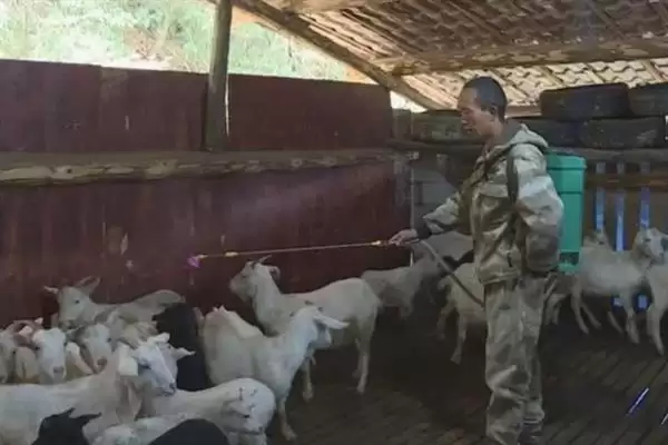 羊怎样养长得快(养羊长得快首先要选择生长速度较快的羊品种)?插图13 羊怎样养长得快(养羊长得快首先要选择生长速度较快的羊品种)?插图13