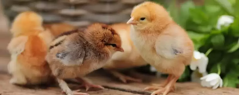 小鸡长大时间及不同品种生长周期要点？-会东网