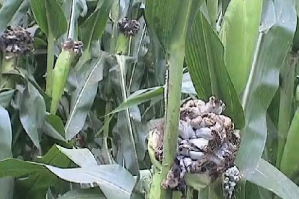 玉米丝黑穗病介绍(玉米丝黑穗病的基本情况介绍)?插图7 玉米丝黑穗病介绍(玉米丝黑穗病的基本情况介绍)?插图7