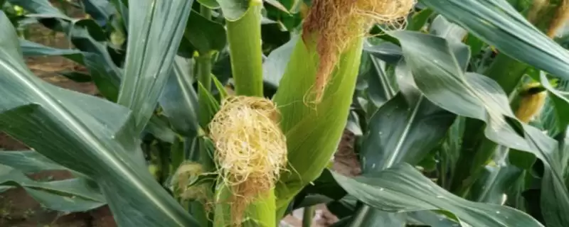 先蜜甜609玉米种简介及防治虫害要点?-会东网