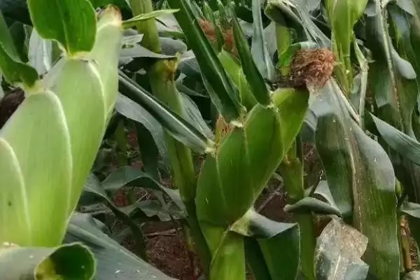现代59玉米种简介及播种时间要点？插图2