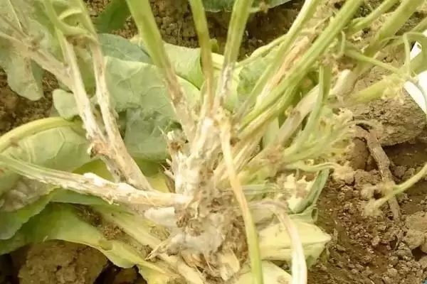 怎么解决除草剂药害(解决除草剂药害的方法有哪些)？插图8