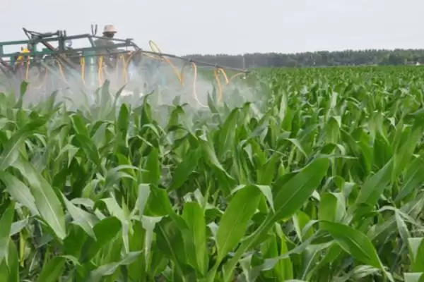 玉米褐斑病怎么防治(玉米褐斑病的有效防治方法是什么)？插图2