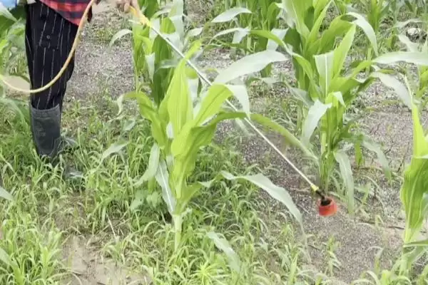 玉米地蜗牛打药多长时间能死(玉米地打药杀蜗牛多久能起效)?插图1 玉米地蜗牛打药多长时间能死(玉米地打药杀蜗牛多久能起效)?插图1