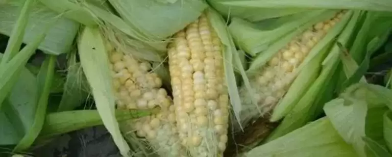 玉米香蕉穗的防治方法(玉米香蕉穗的防治措施有哪些)？-会东网