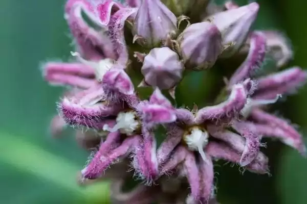折断有白色乳汁的植物有哪些,常见的有通奶草、鹅绒藤等?插图4 折断有白色乳汁的植物有哪些,常见的有通奶草、鹅绒藤等?插图4