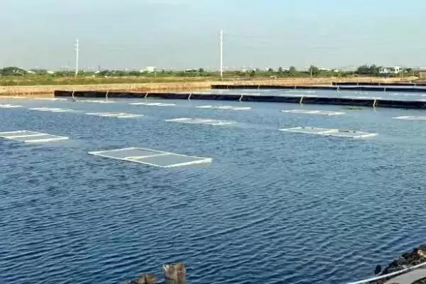 怎么养殖大口鲶(养殖大口鲶的方法和注意事项有哪些)？插图2