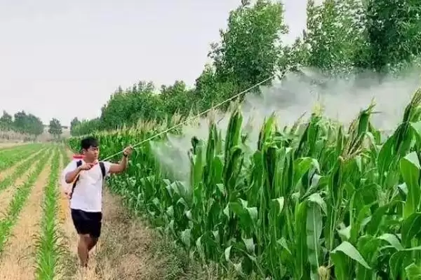 玉米有钻心虫如何防治(玉米钻心虫的防治方法有哪些)？插图3