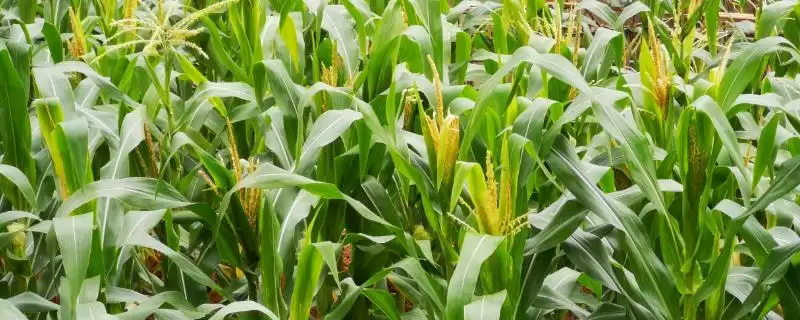 玉米什么时候开花(玉米开花时间受什么因素影响)？-会东网